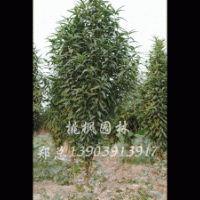 大量供應(yīng)華龍楊、全紅楊系列、翠玉紅楊、美國(guó)紅楓、龍柱碧桃、桃