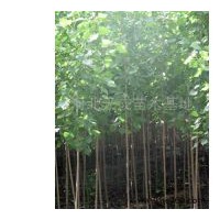 河北楊一年生 一根兩茬 1-8公分 河北楊插苗