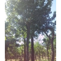 供應30-40公分國槐