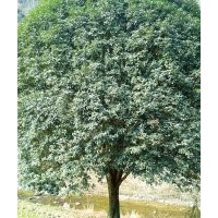 直徑43公分大桂花、大型紫薇