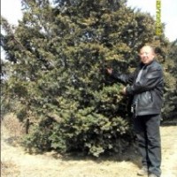 東北紅豆杉|東北水杉紅豆杉苗木基地