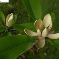 丹東厚樸|東北水杉紅豆杉苗木基地