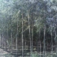 長(zhǎng)期大量供應(yīng)3-4公分速生柳大苗（工程苗）