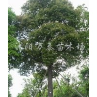 供應(yīng)合歡、大葉女貞、欒樹、法桐、國槐、櫻花、木槿