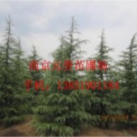 供應(yīng)；大雪松，小雪松，工程苗雪松，一級(jí)苗雪松