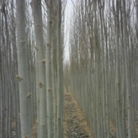 出售米經(jīng)3-5公分毛白楊