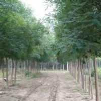 2014年國槐供應(yīng)與國槐裝車需注意什么