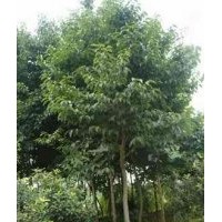 2-6公分一級(jí)杜仲樹供應(yīng)