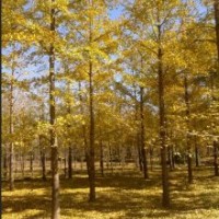 供應(yīng)山東銀杏苗木