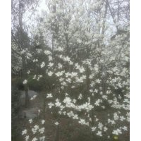 白玉蘭 供應(yīng)成都白玉蘭 白玉蘭低價(jià) 成都萬(wàn)樹(shù)