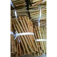 特價(jià)供應(yīng)一級(jí)速生法桐扦插條、法桐根、法桐小苗