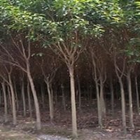 供應(yīng)：大葉女貞，紅葉李，紫薇，白玉蘭，石楠球，海桐球等綠化苗