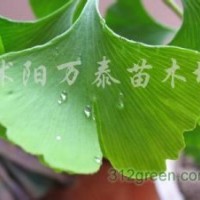 供應意楊、紅葉楊、國槐、垂柳、法桐、銀杏