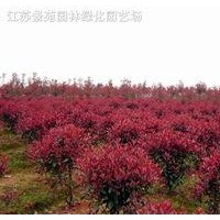 應(yīng)紅葉石楠、月季、水蠟、連翹、品種月季、石楠