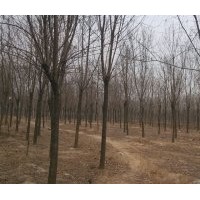 12-18公分國(guó)槐