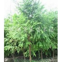 供應(yīng)意楊、紅葉楊、國槐、垂柳、法桐、銀杏