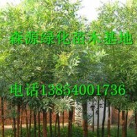 供應(yīng)7公分8公分白蠟價格-白蠟小苗批發(fā)