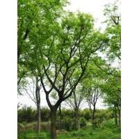 大量供應(yīng)5-10公分銀杏苗