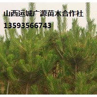 油松出售、山西油松、2.5米以上油松低價供應(yīng)