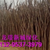 北京市國槐為什么大受歡迎