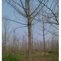 長(zhǎng)期低價(jià)供應(yīng)銀杏