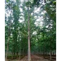 長期供應2-10公分銀杏實生樹