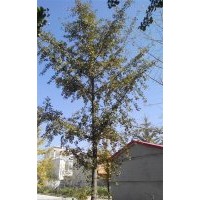 長期供應13公分銀杏實生樹