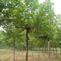 法國梧桐葉子是明亮的綠色