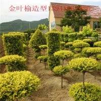 供應金葉榆造型