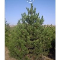 供應(yīng)2.5米油松