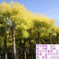 大量供應3—15公分高矮嫁接金葉、金枝國槐、金葉榆。