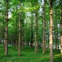 20公分水杉樹(shù)