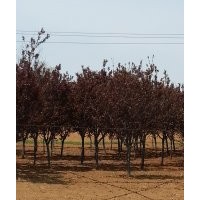 出售紫葉李5-8公分 大連貨