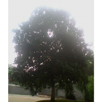 供應(yīng)15公分全冠香泡樹