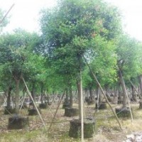 雞冠刺桐供應(yīng)