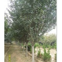 法桐，國槐，櫻花，海棠，北美海棠，