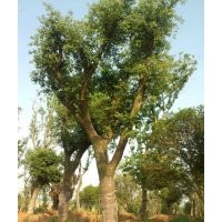 滁州地區(qū)出售移栽全冠樸樹