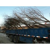 7公分白蠟、12-15公分白蠟