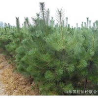 落地冠油松 1米2米2.5米油松