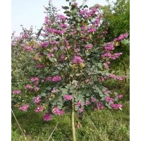 羊蹄甲 紅花紫荊 香港紫荊