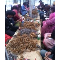 北美海棠之北美之王海棠，北美之王海棠根接苗及芽苗