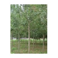 供應(yīng)白蠟樹、白蠟樹廠家供應(yīng)商、運(yùn)城胡氏苗圃