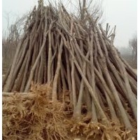 哪里賣的國槐價格便宜