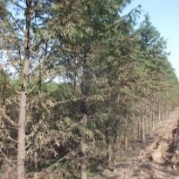 中山杉 廣玉蘭 杜英