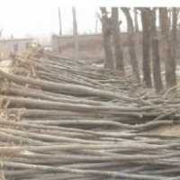 2000棵10公分裸根國槐