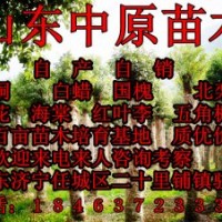 自產(chǎn)自銷，個人種植法桐、白蠟400余畝。成品苗200萬課?。?！