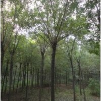 選擇龍璟新城綠化國槐沒錯