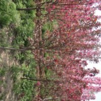 出售北美海棠接穗