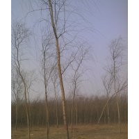 【河北賀友苗圃159.3222.2248】供應(yīng)1-8cm速生垂柳、大垂，原枝原