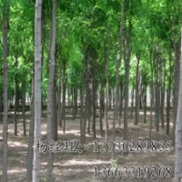嫁接香花槐供應(yīng)全國，河北嫁接香花槐苗木基地